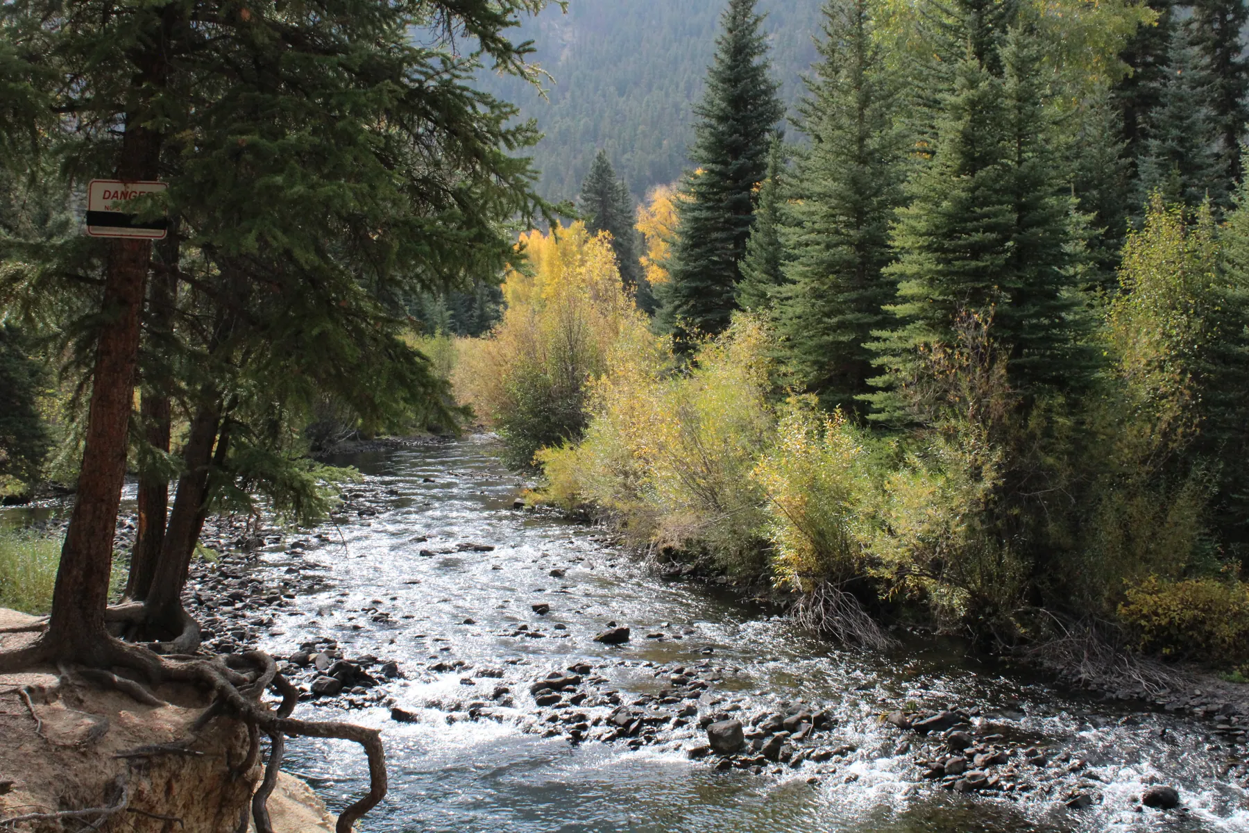 River through trees